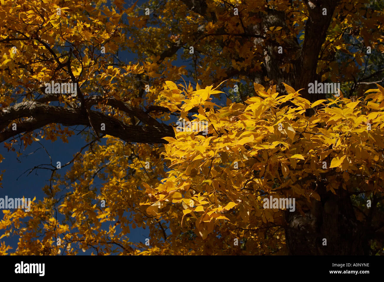 A close up view of yellow and orange leaves on a tree against a clear ...