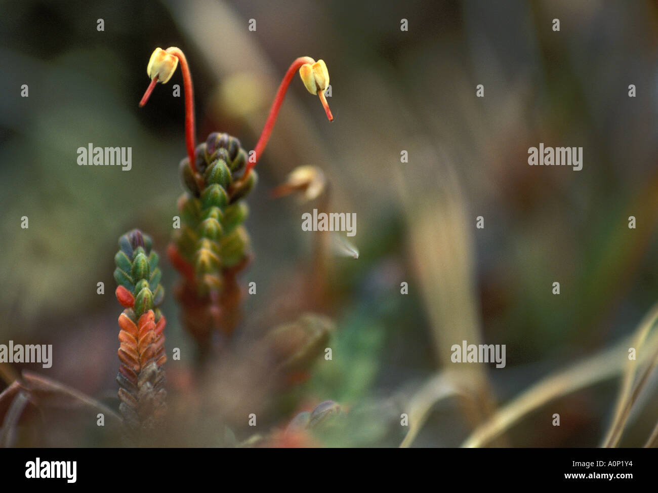 American flora hi-res stock photography and images - Alamy