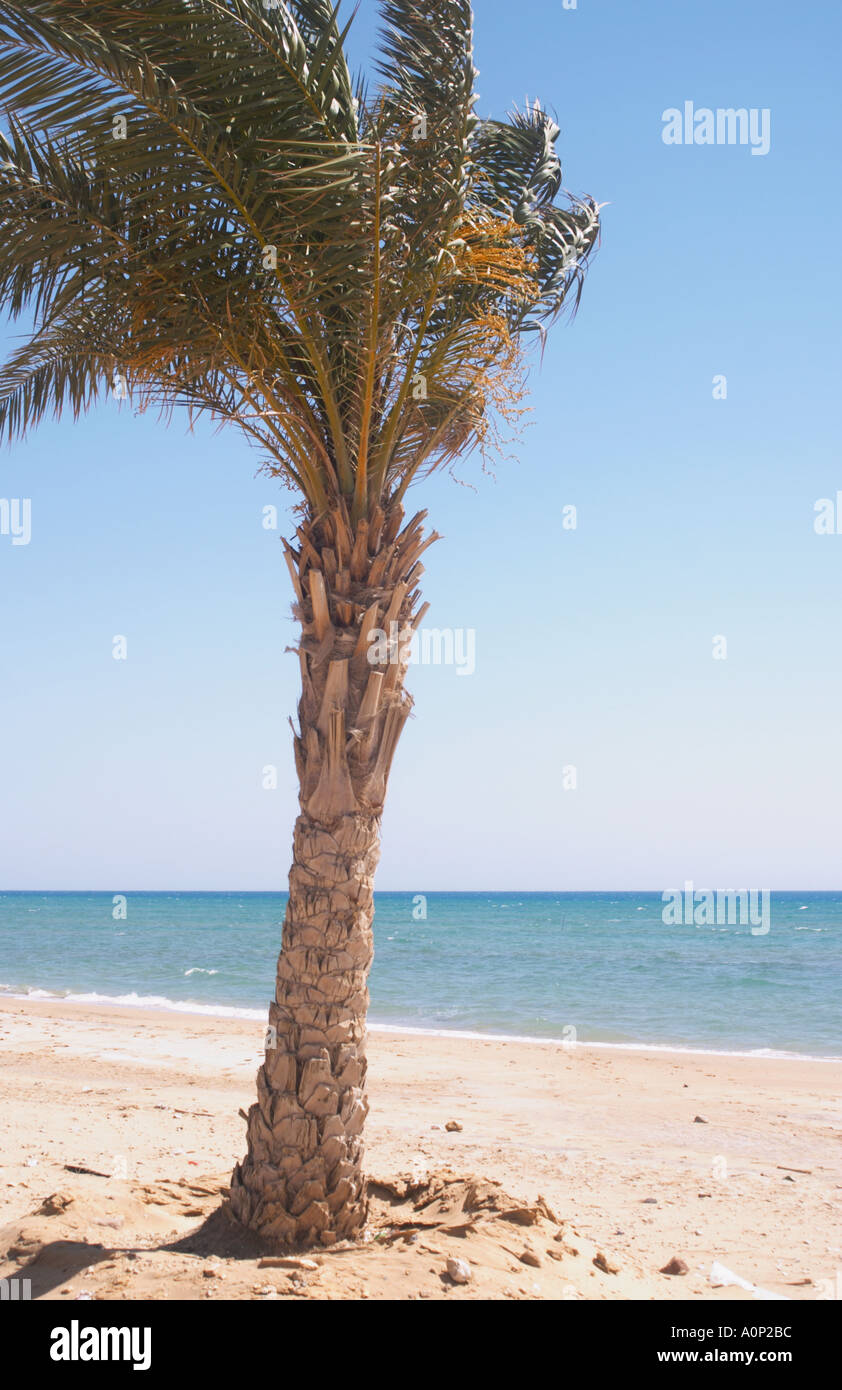 A palm tree on the beach at Hamam Faraon Pharaoh s Hot Springs the Red Sea Western Sinai Egypt Stock Photo