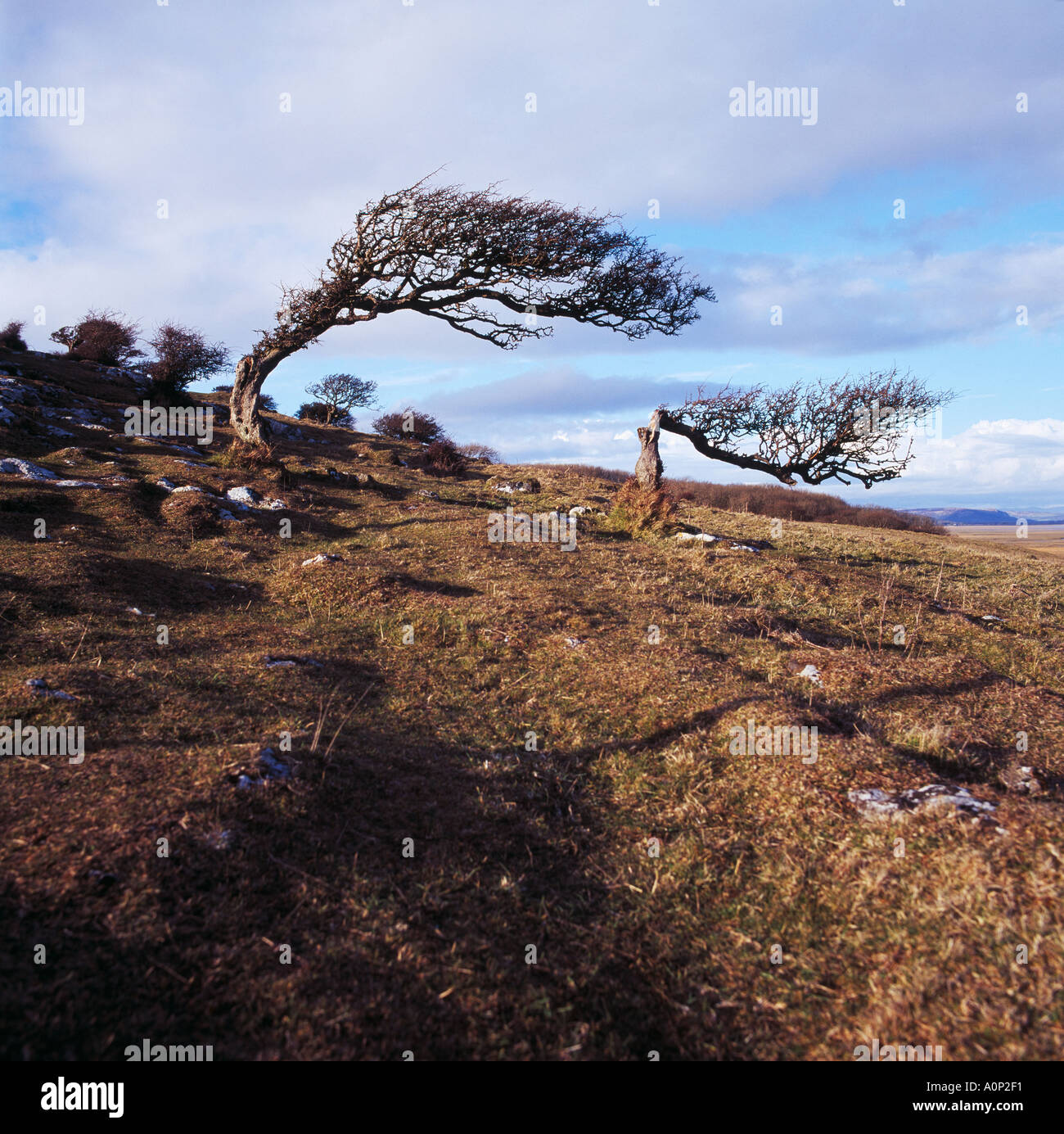 Windswept Tree Stunted Growth Cumbria Hi res Stock Photography And windswept-tree-stunted-growth-cumbria-hi-res-stock-photography-and