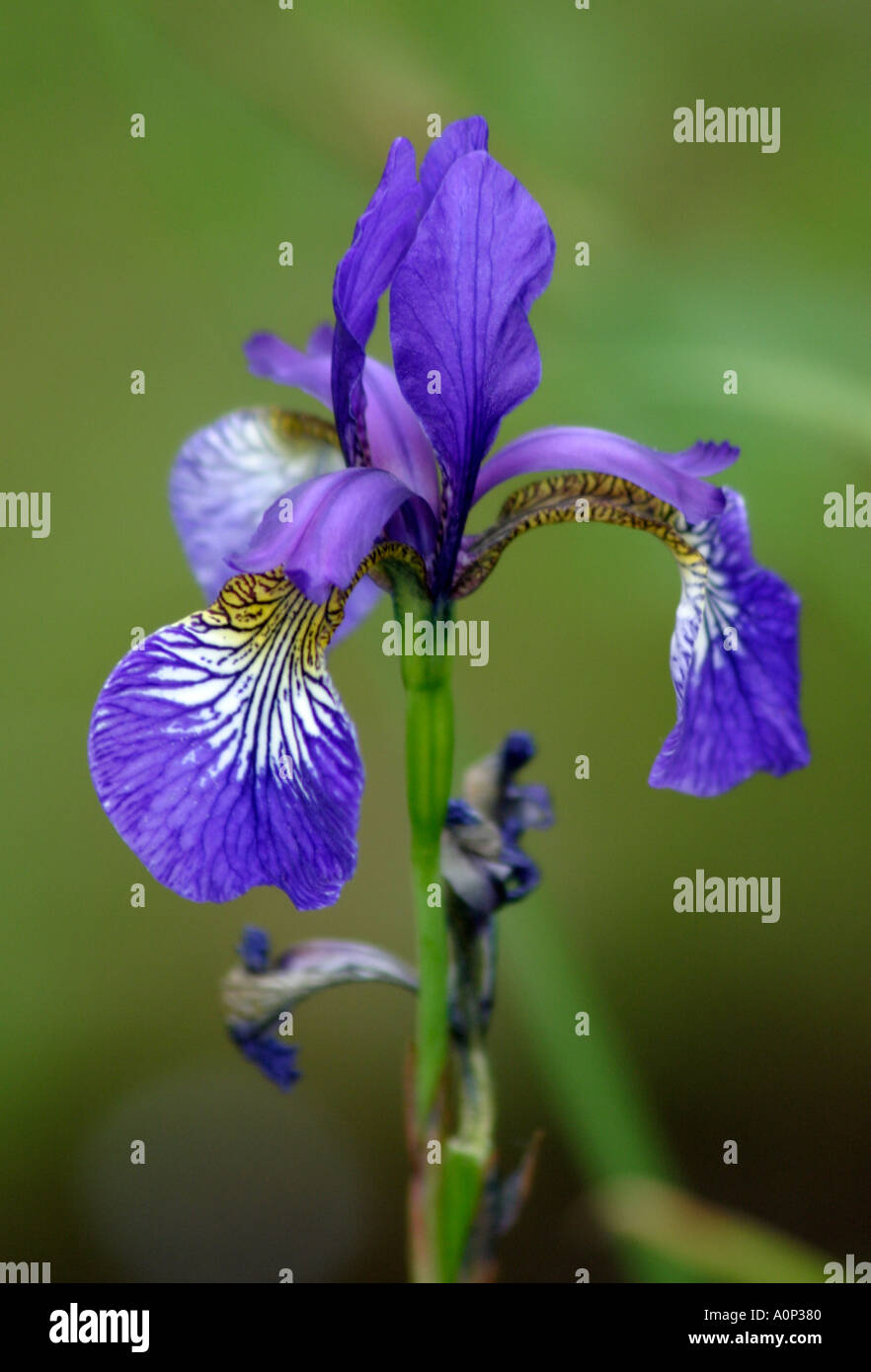 Blue Iris Stock Photo