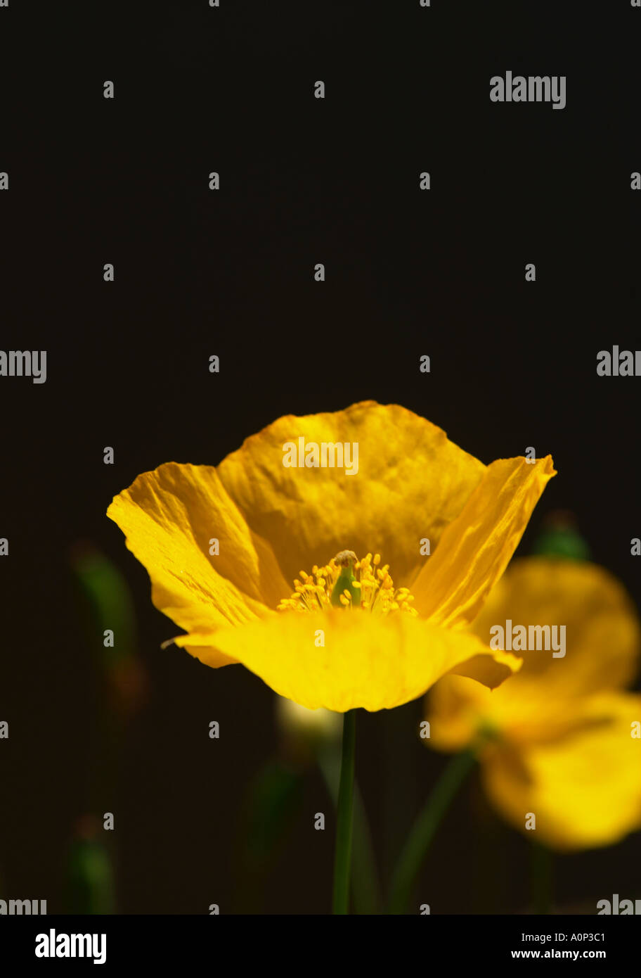 Poppy Back Photo Poppy backlit back lit hi-res stock photography and images - Alamy