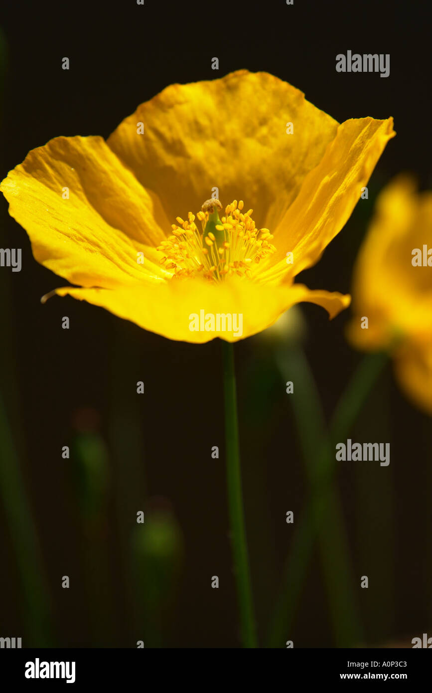 Poppy Back Photo Poppy backlit back lit hi-res stock photography and images - Alamy
