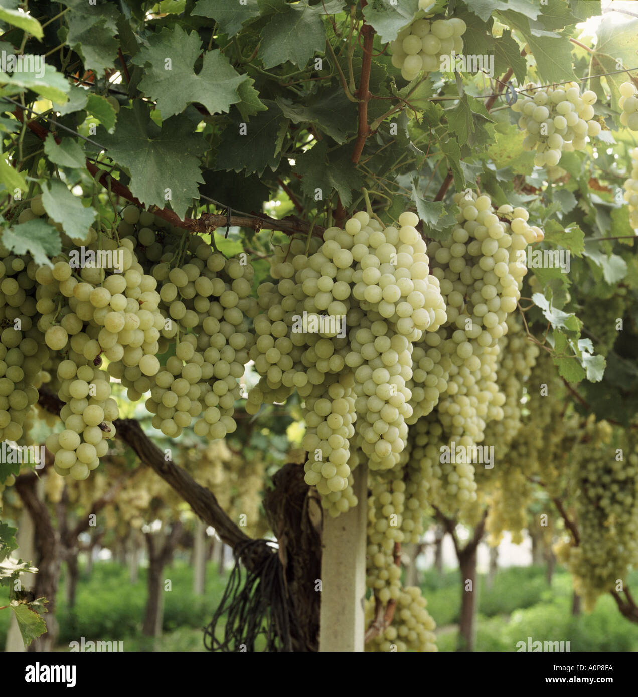 Heavy crop of white table grapes grown for grown on trellises under