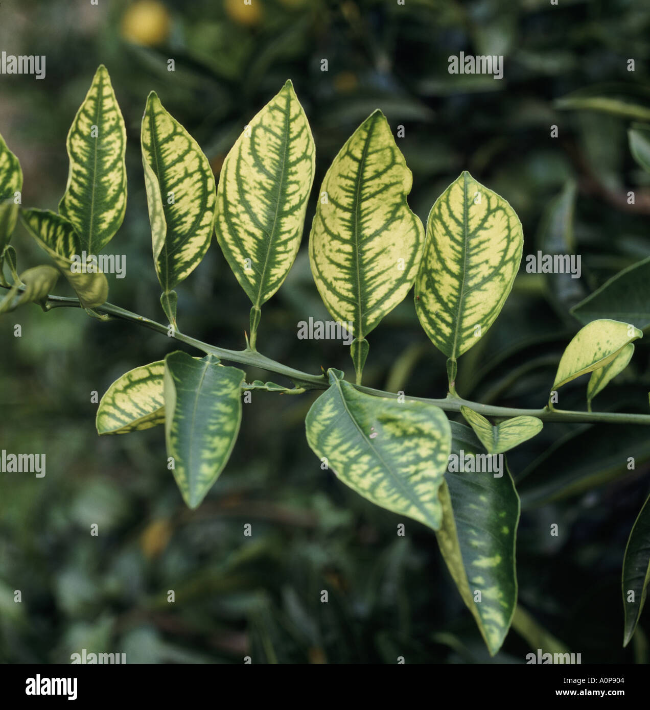 Zinc Deficiency Symptoms Plants