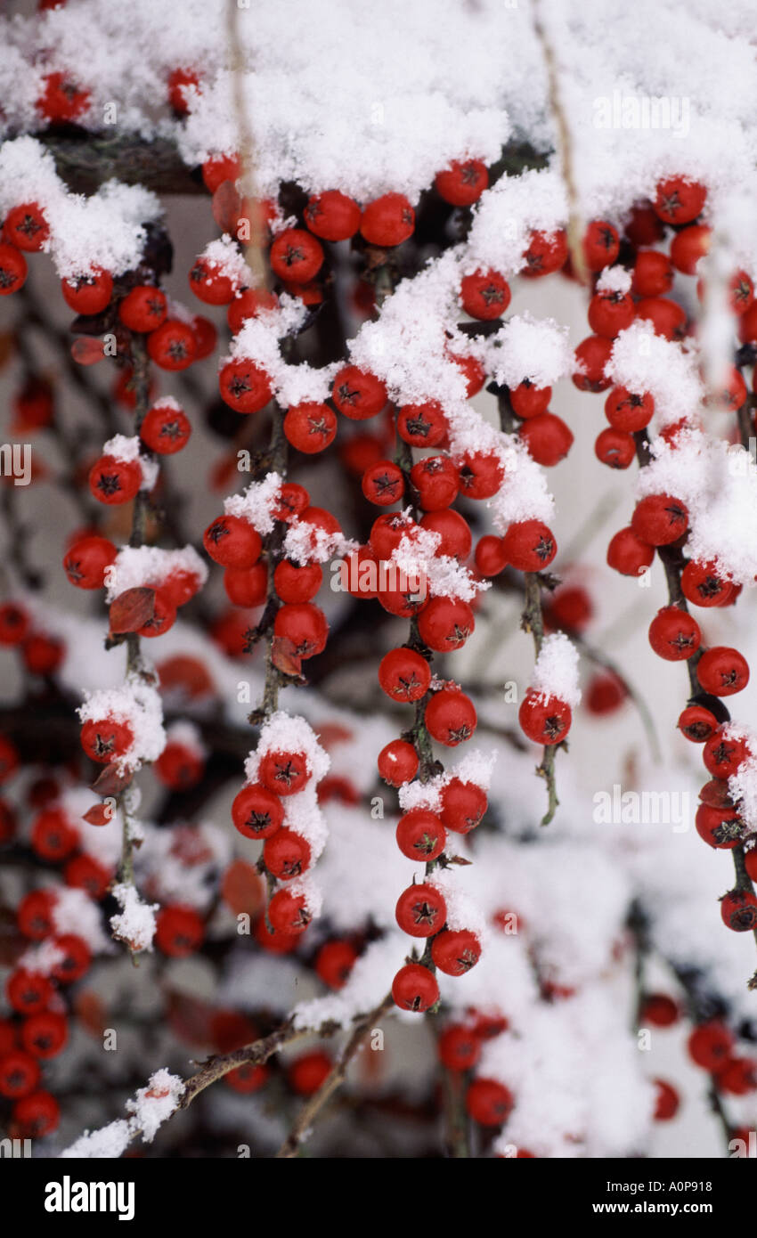 Cotoneaster horizontalis plant with ripe red berries covered with snow Stock Photo