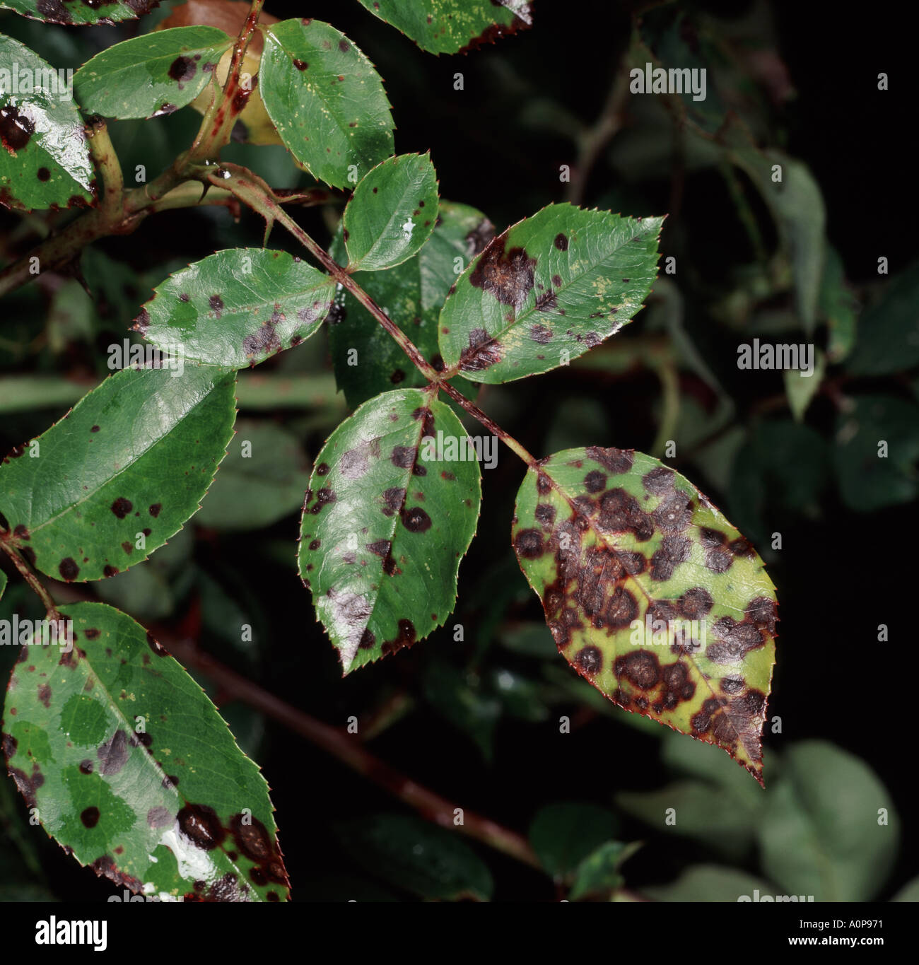 Black spot Diplocarpon rosae lesions on a rose leaf Stock Photo