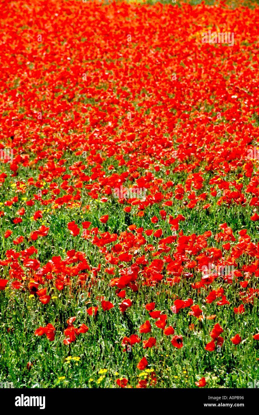 Poppy field provence south france hi-res stock photography and images ...
