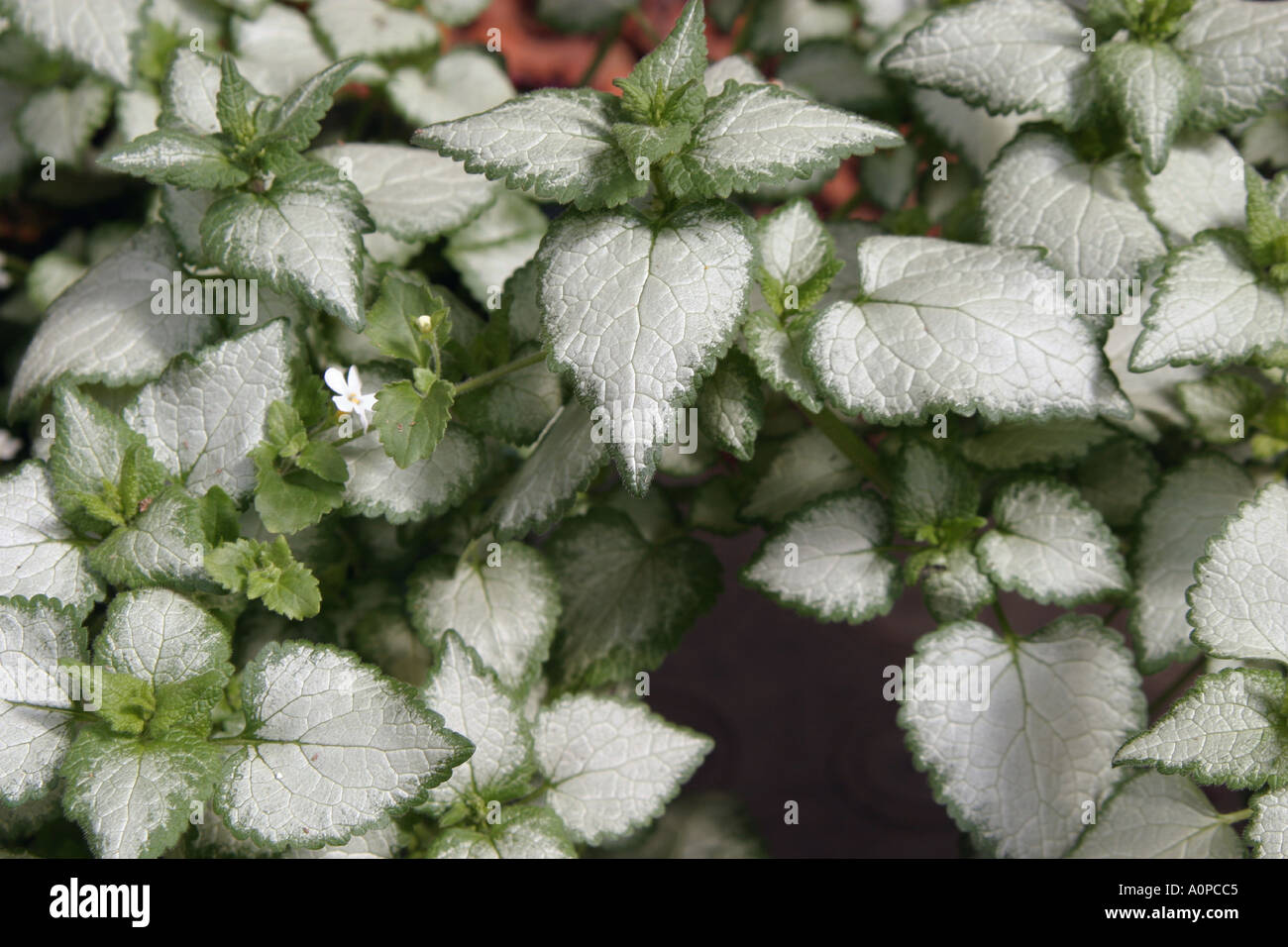 Commercial greenhouse Edmonton Alberta Canada Stock Photo Alamy