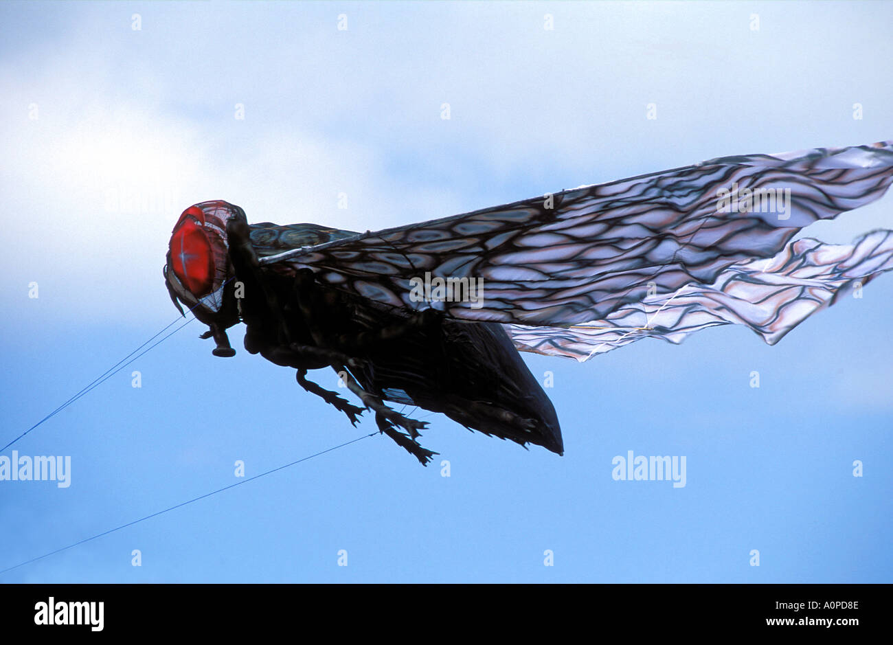 Indonesia Bali A giant fly Kite flying in the air competing in the new