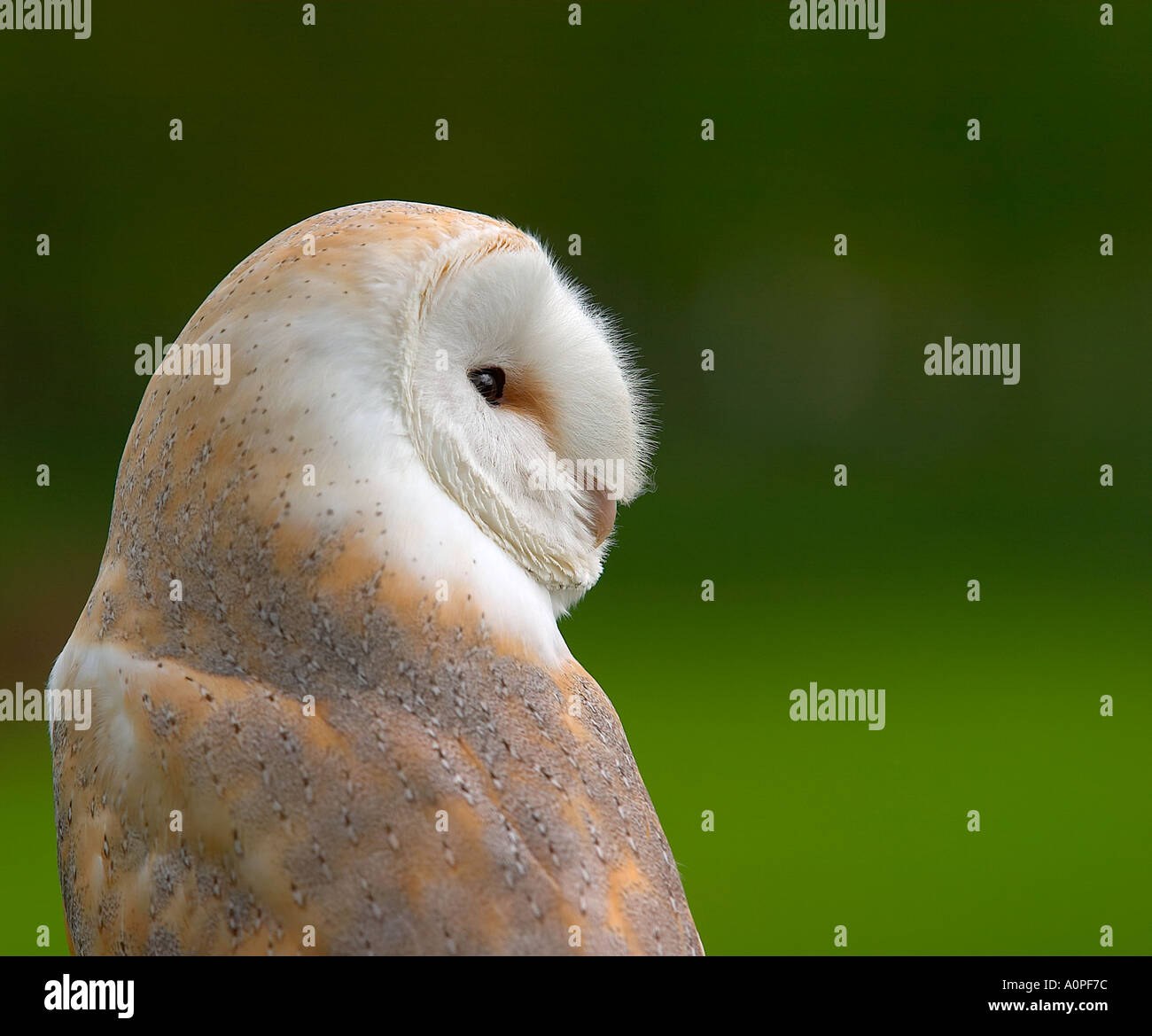 barn owl looking right in to frame Tyto alba heart shaped face plumage into frame wise hunter Stock Photo