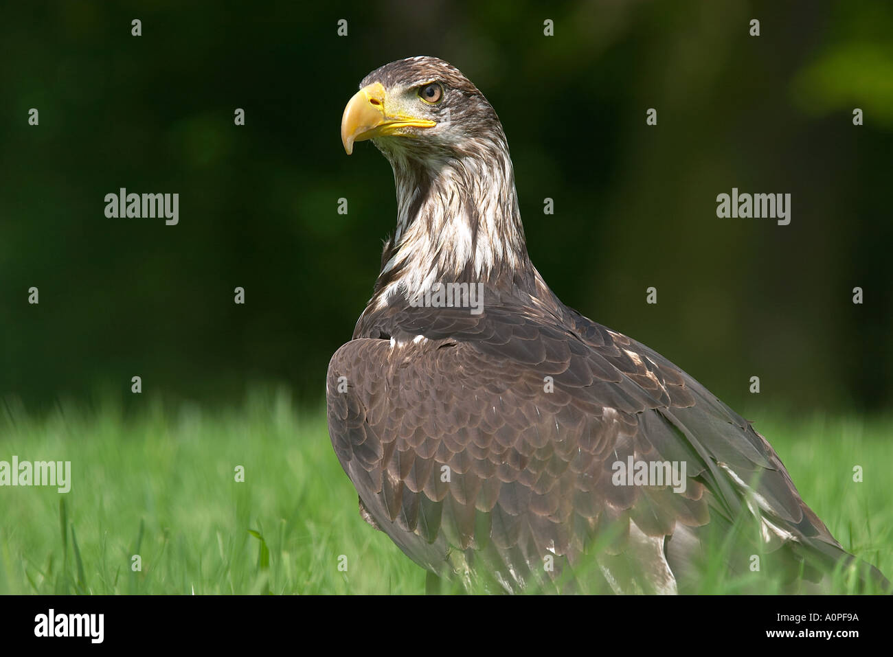 Haliaeetus leucocephalus bald eagle Stock Photo - Alamy