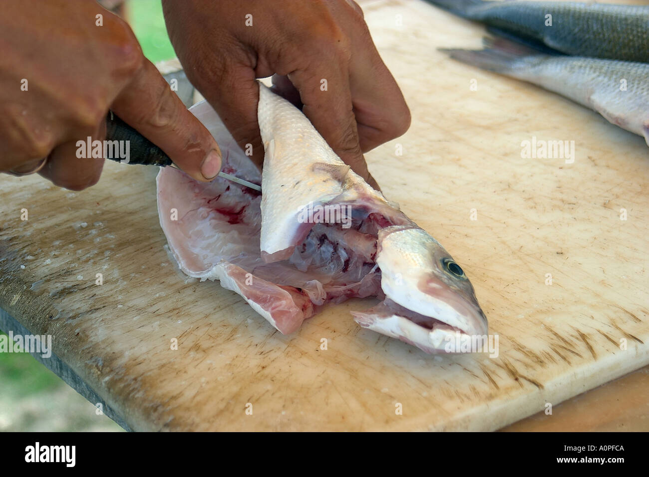 Sea Bass Centropristis Ocyurus Stock Photo