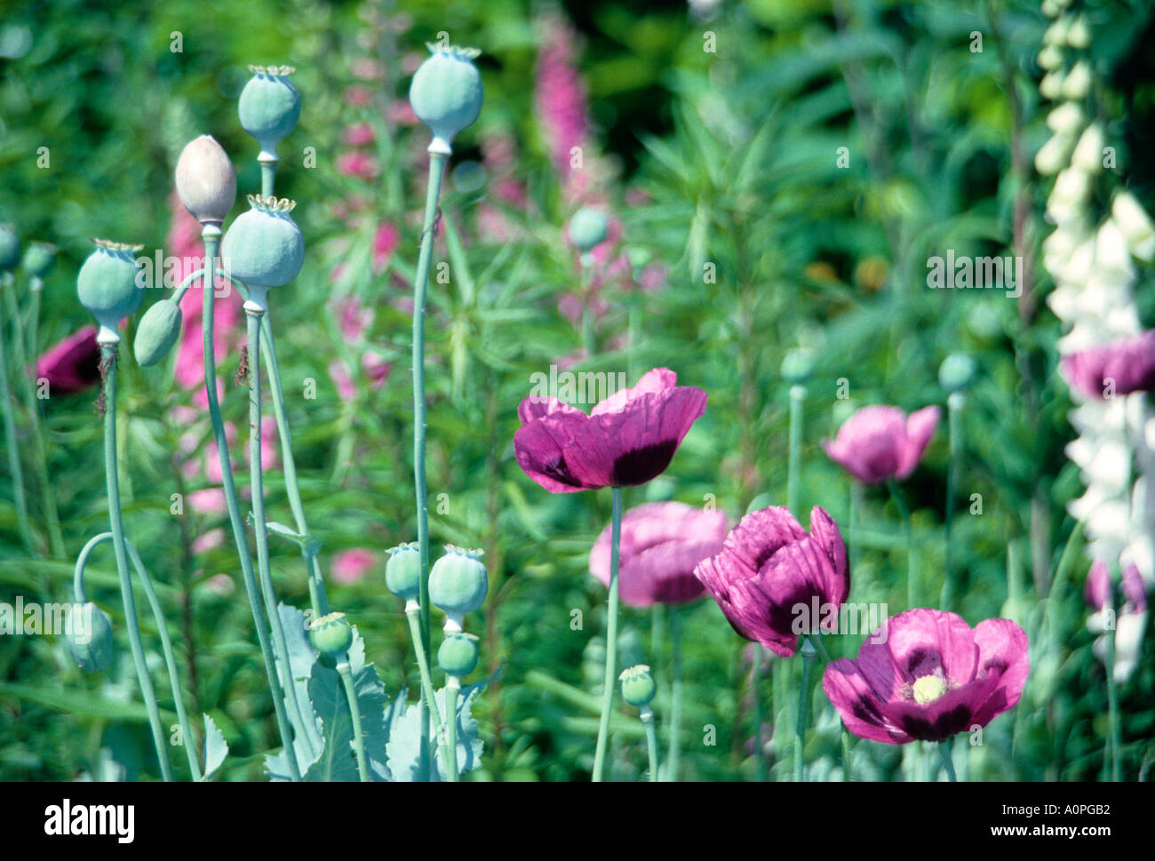 Purple poppies hi-res stock photography and images - Alamy