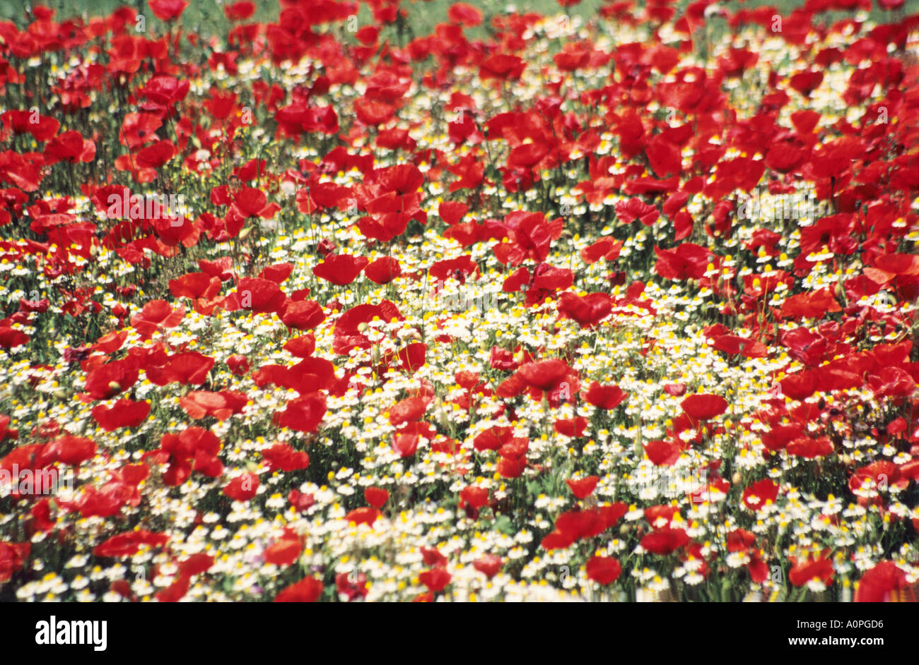 POPPIES AND DAISIES Stock Photo Alamy