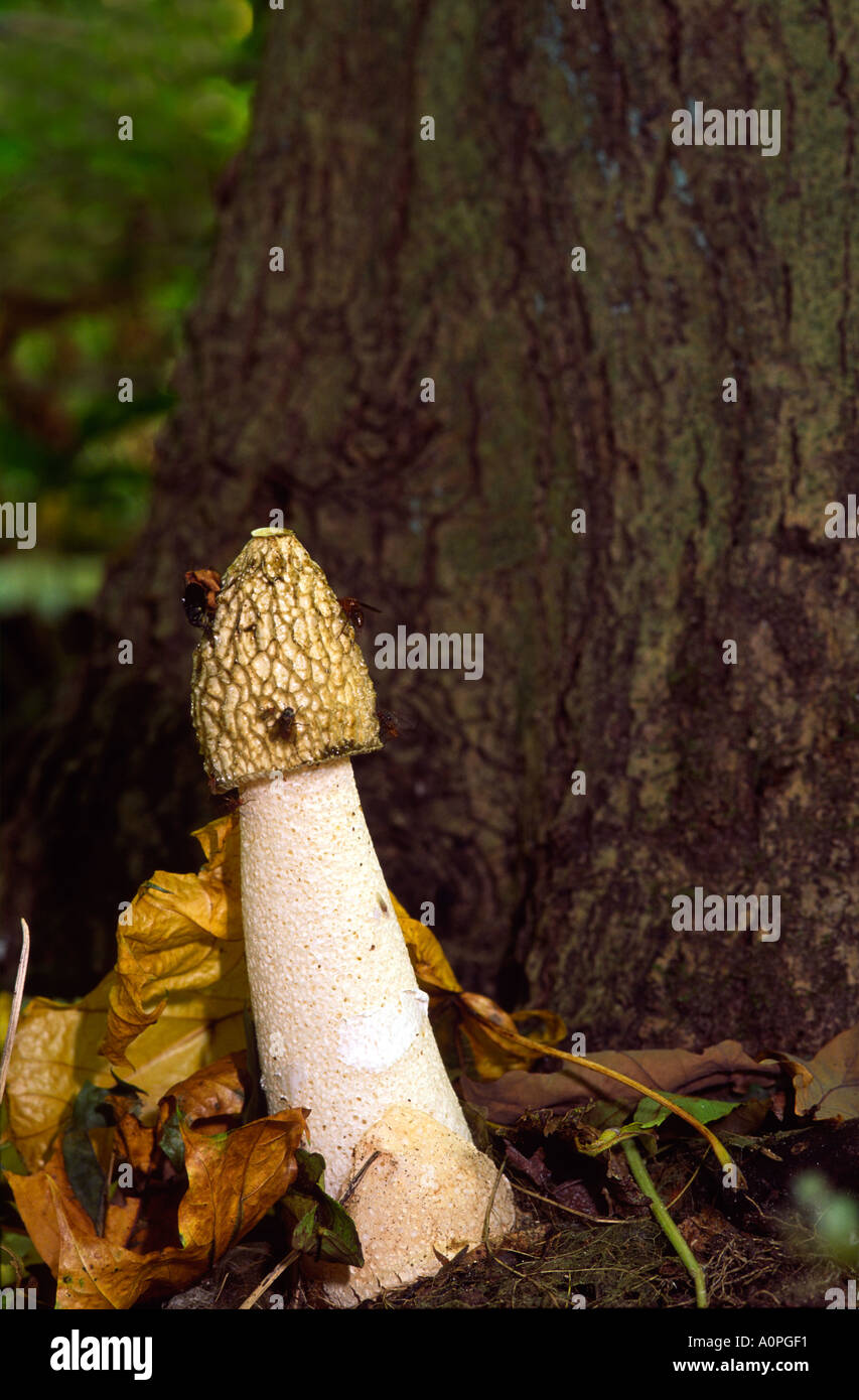 Phallus symbol hires stock photography and images Alamy