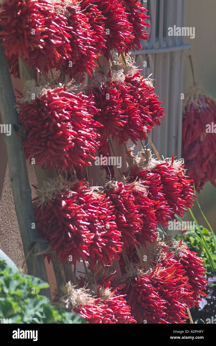 Ristra of Red hot chili peppers hanging in a group in Albuquerque New ...