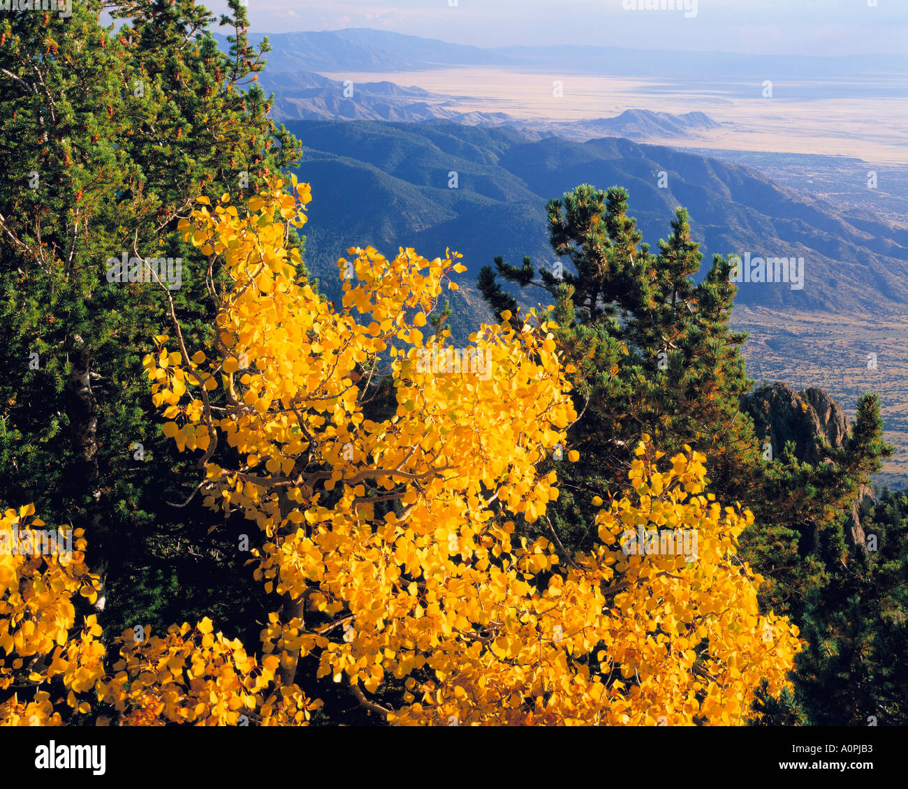 Aspen on Sandia Peak Santa Fe National Forest New Mexico Stock Photo