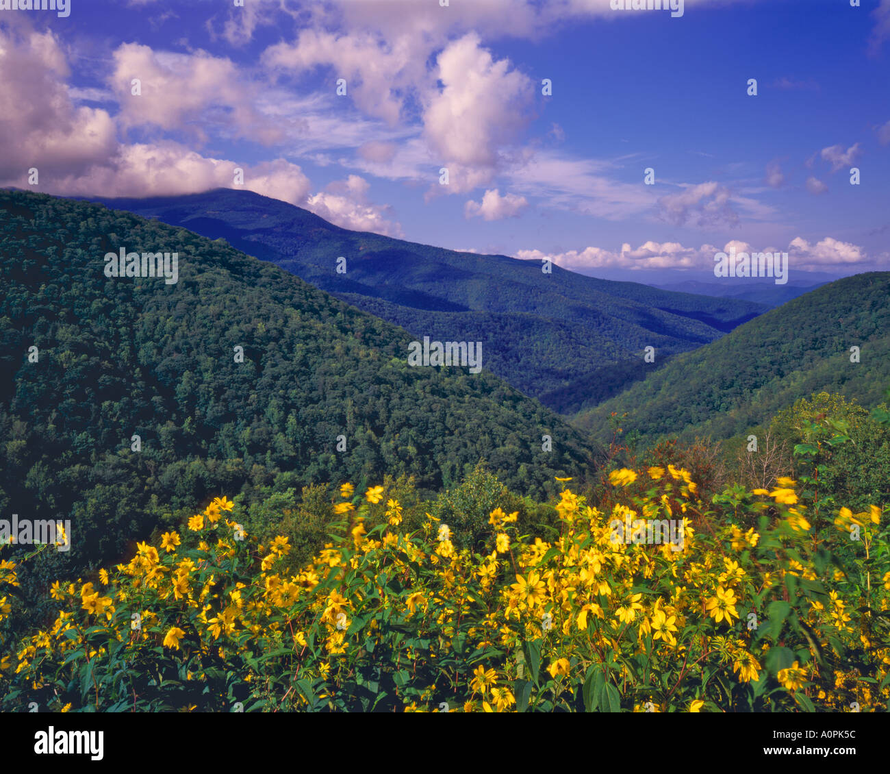 Sunflowers and Southern Applachians on a Rare Clear Day after a Summer Storm Blue Ridge Parkway Near Mount Mitchell North Car Stock Photo