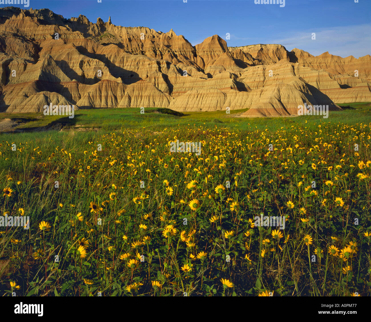 Collection 90+ Pictures Where To Find Sunflower Fields In South Dakota