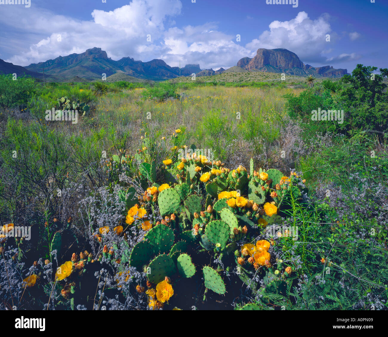 Prickly Pear Cactus Blooms and Chisos Mountains Big Bend National Park Texas Stock Photo