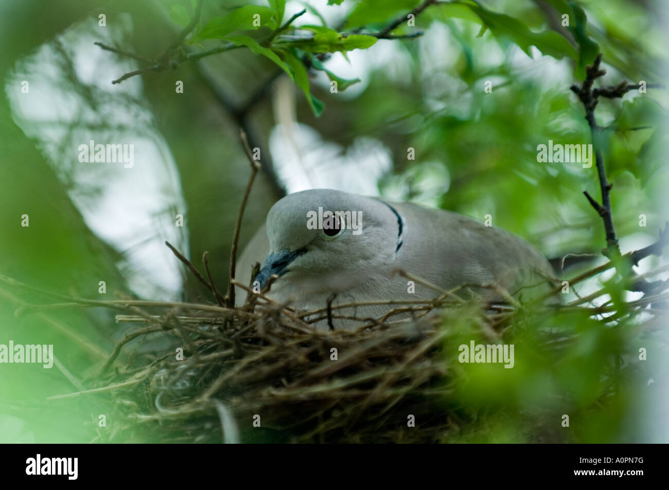 Collared dove uk nest hires stock photography and images Alamy