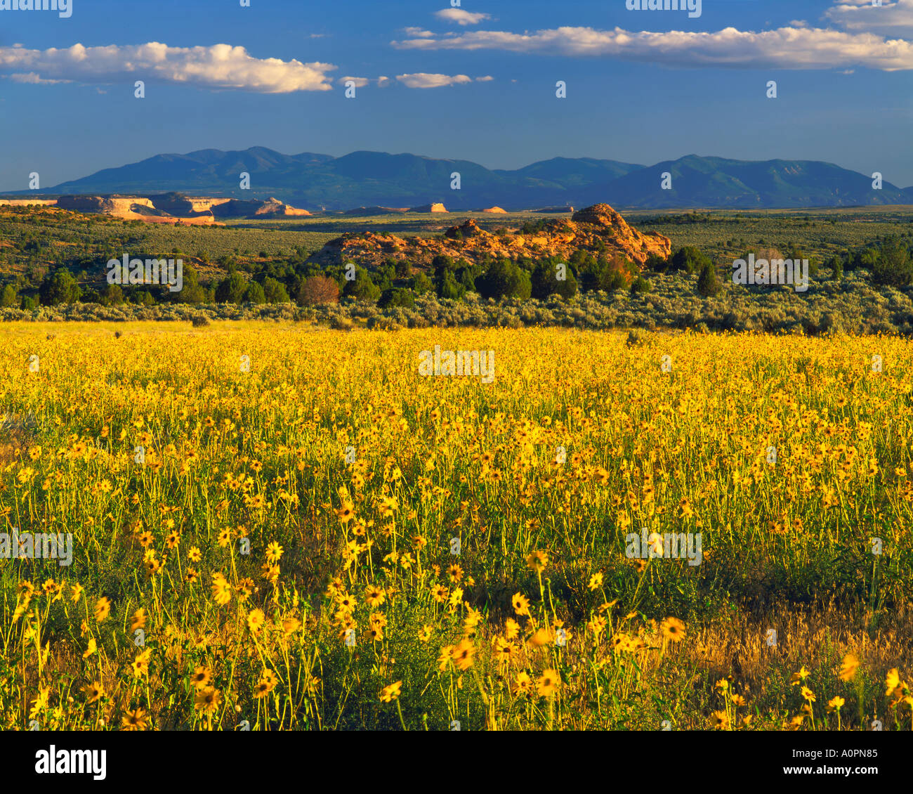 Late Summer Sunflowers Abajo Blue Mountains Canyon Rims National Recreation Area San Juan County Utah Stock Photo