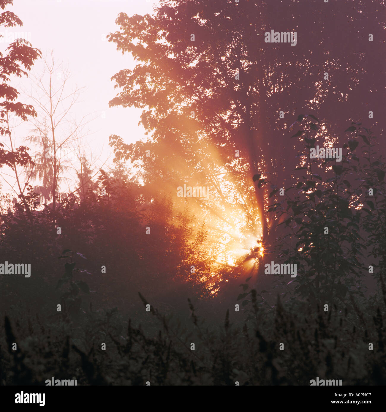 Sun rays peek through trees hi-res stock photography and images - Alamy