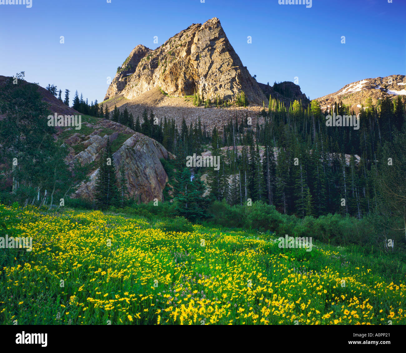 Sundial Peak Sunflowers on a Summer Morning Twin Peaks Wilderness Wasatch Mountains Wasatch Cache National Forest Utah Stock Photo