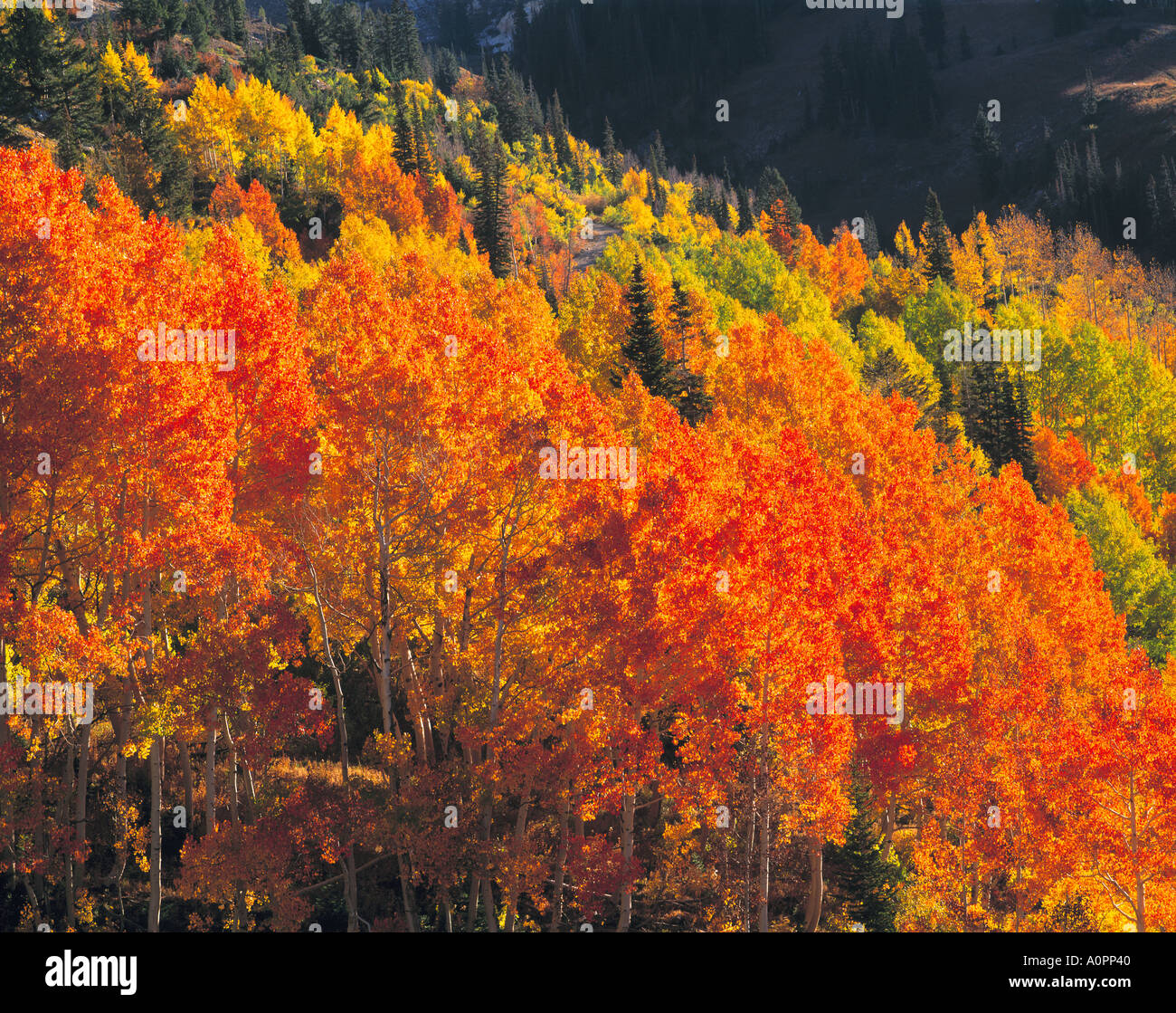 Red Aspen in the Wasatch Mountains Wasatch Cache National Forest Utah Stock Photo