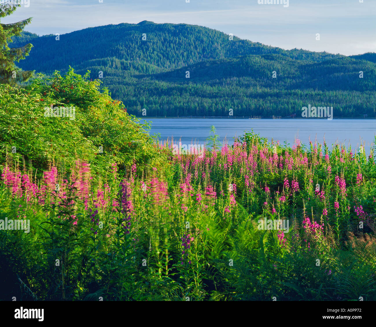 Tongass Narrows Totem Bight State Park Tongass National Forest Near Ketchikan Alaska Stock Photo