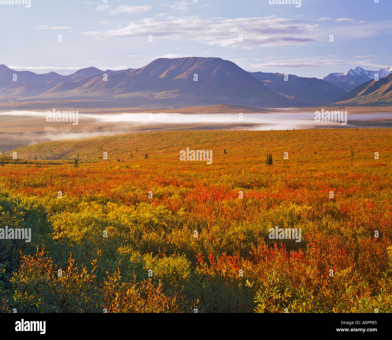 Morning Light on the Tundra Denali National Park Preserve Alaska Stock Photo