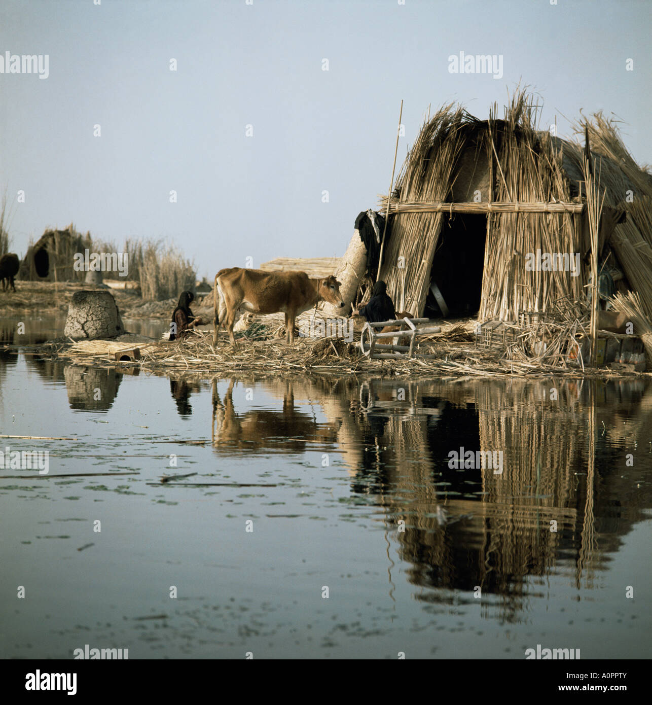 Village in the Marshes Iraq Middle East Stock Photo