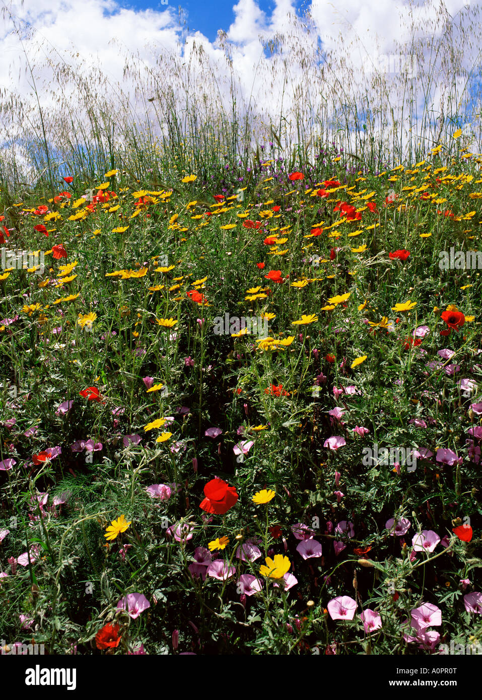 April spring flowers near Aidone central area island of Sicily Italy Mediterranean Europe Stock Photo