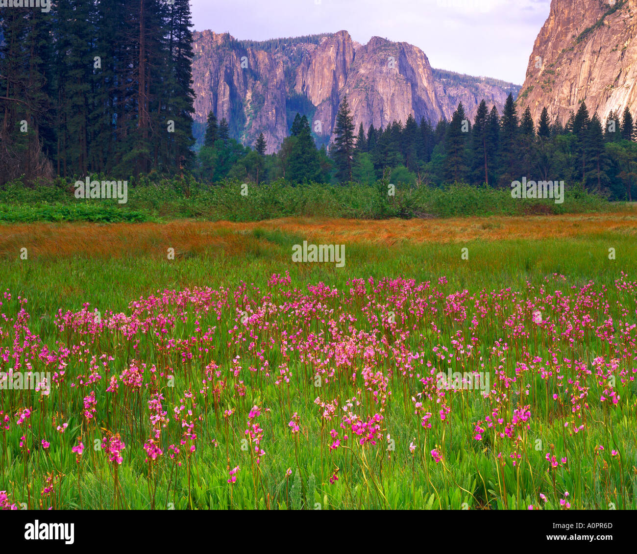 Shooting Star Flowers in Yosemite Valley Yosemite National Park California Stock Photo