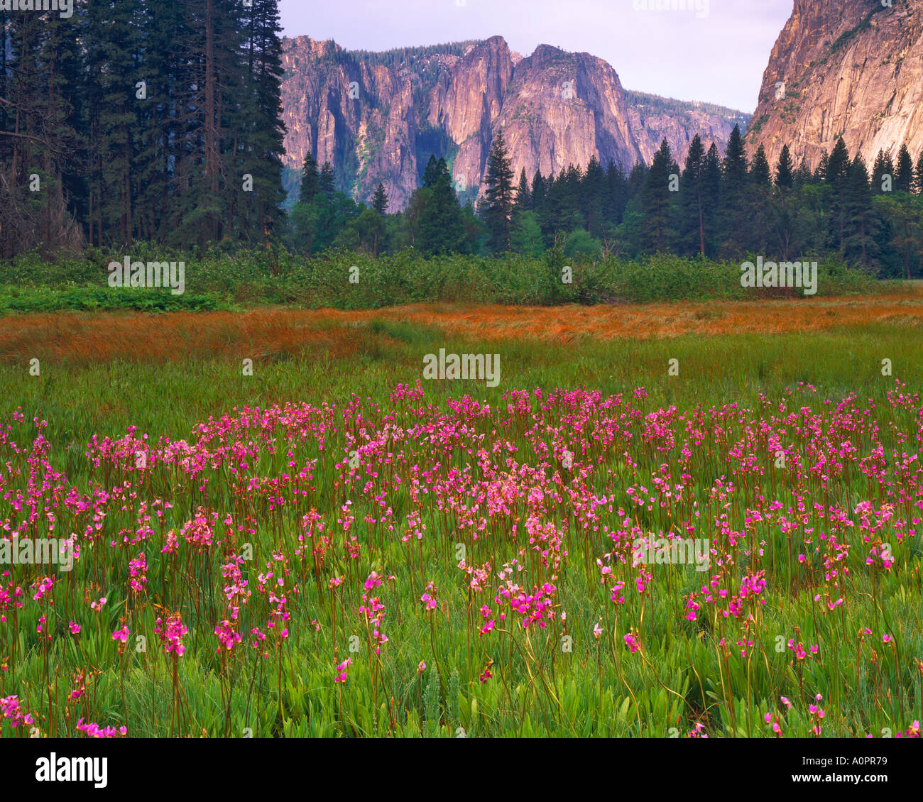 Shooting Star Flowers Yosemite Valley in June Yosemite National Park Sierra Nevada Mountains California Stock Photo