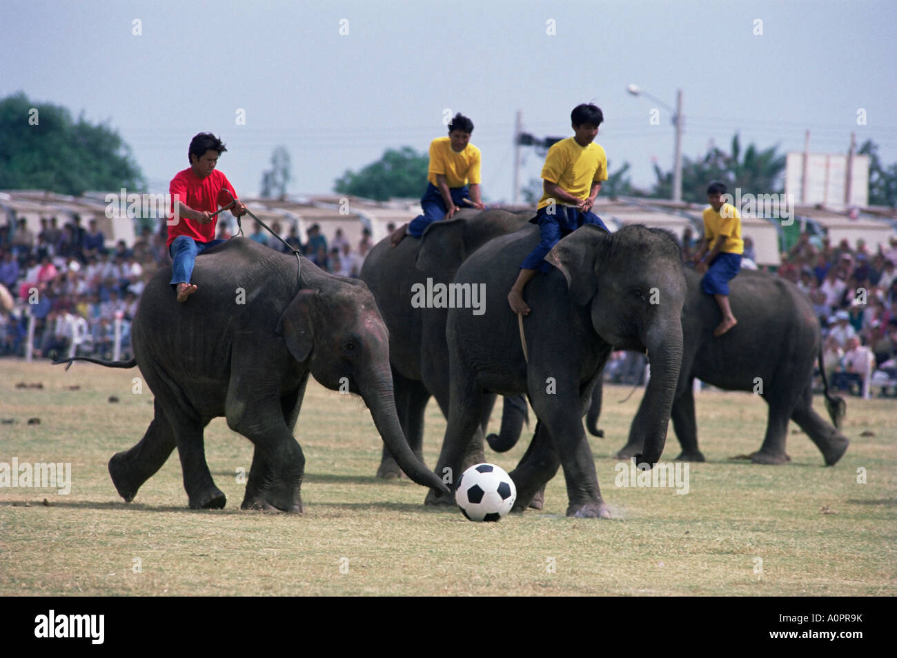 играй со слоном. поло на слонах. маленькие слоны. играй со слоном. слоненок рядом с человеком.