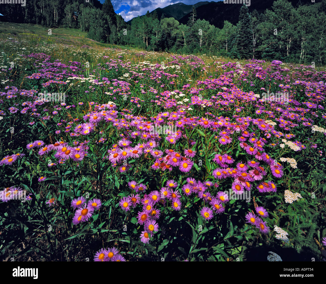 Summer Showy Daisy San Juan National Forest La Plata Range San Juan Mountains Rocky Mountains Colorado Stock Photo