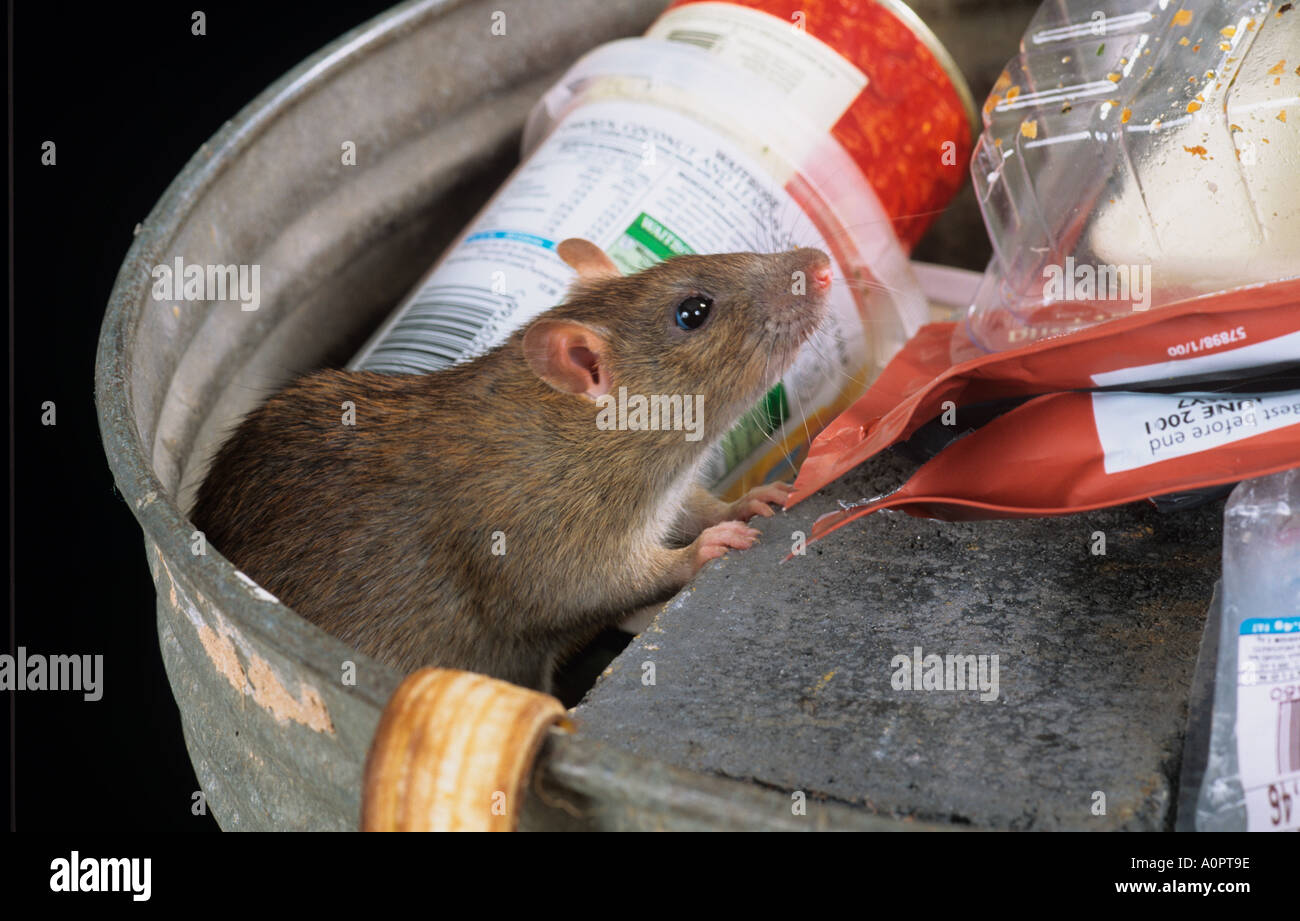 Brown Rats Rattus norvegicus Scavenging in Rubbish Bin Stock Photo