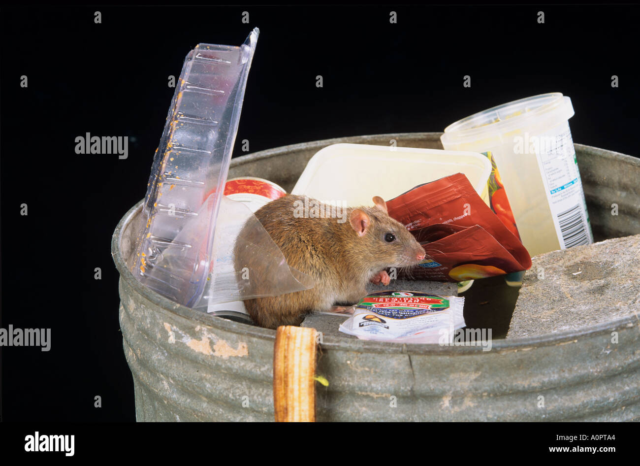 Brown Rats Rattus norvegicus Scavenging in Rubbish Bin Stock Photo