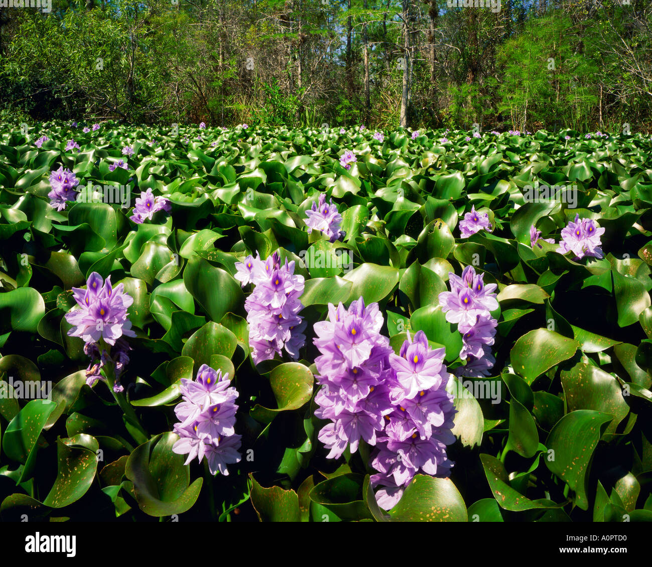 Water Hyacinth Blooms in Spring Big Cypress National Preserve near