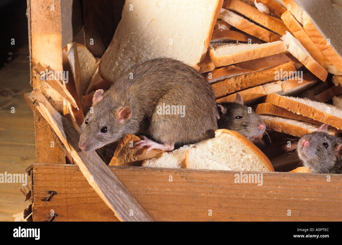 Brown Rats Rattus norvegicus Feeding in Rubbish Bin Stock Photo Alamy