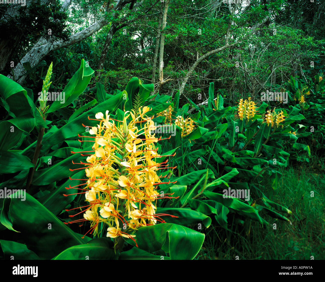 Wild Ginger Blossoms Kokee State Park Hawaii Island of Kauai Stock Photo