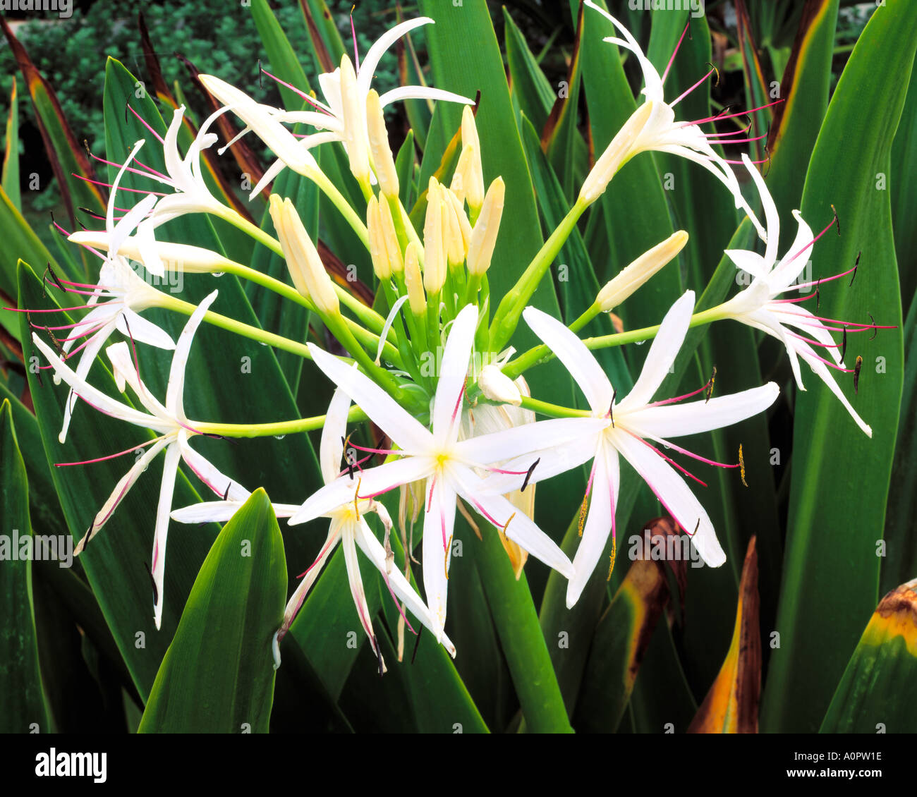 Spider Lily Spouting Horn Island of Kauai Hawaii Stock Photo - Alamy