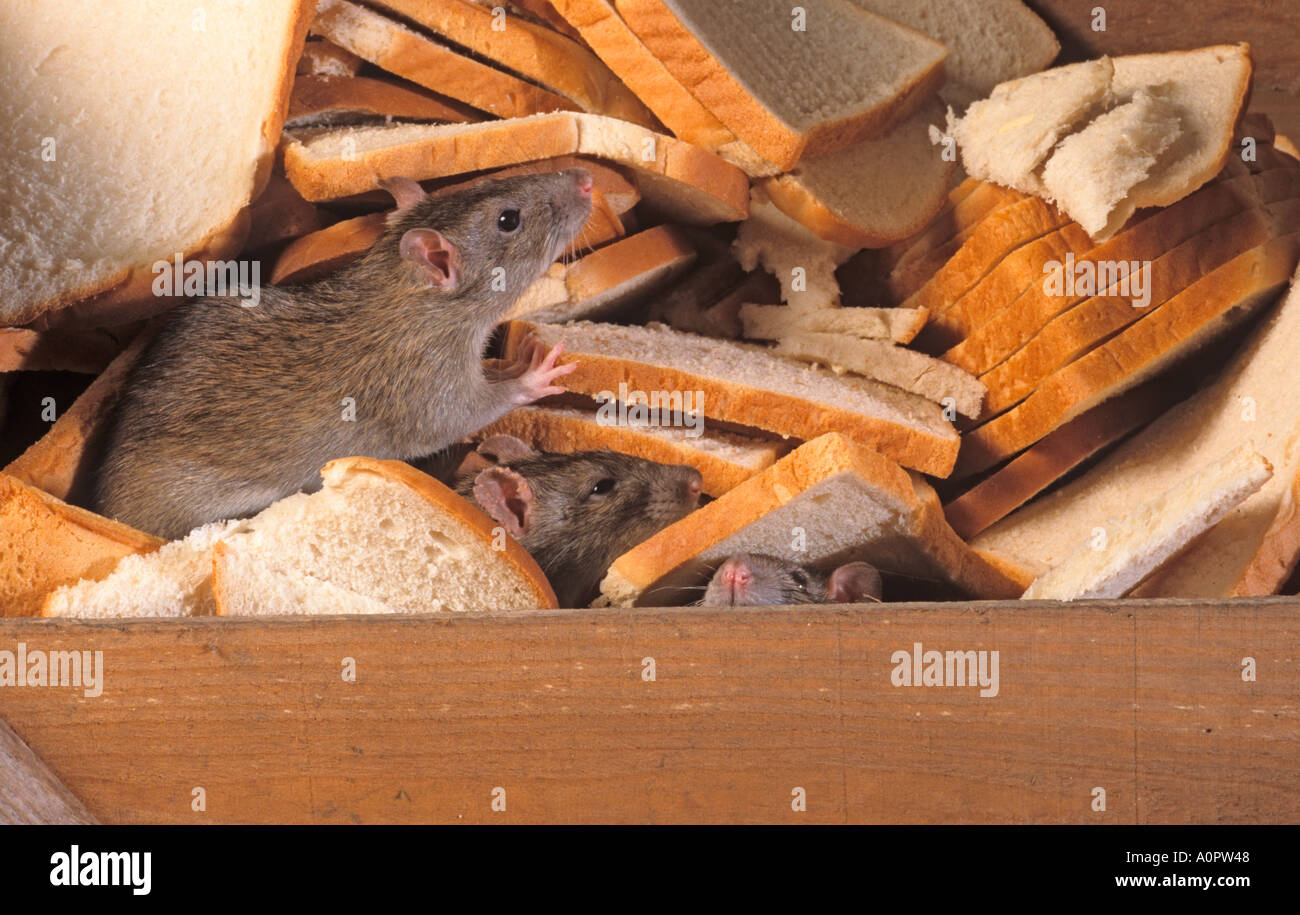 Brown rats Rattus norvegicus  taking advantage of discarded food near food take away outlet in urban environment Stock Photo