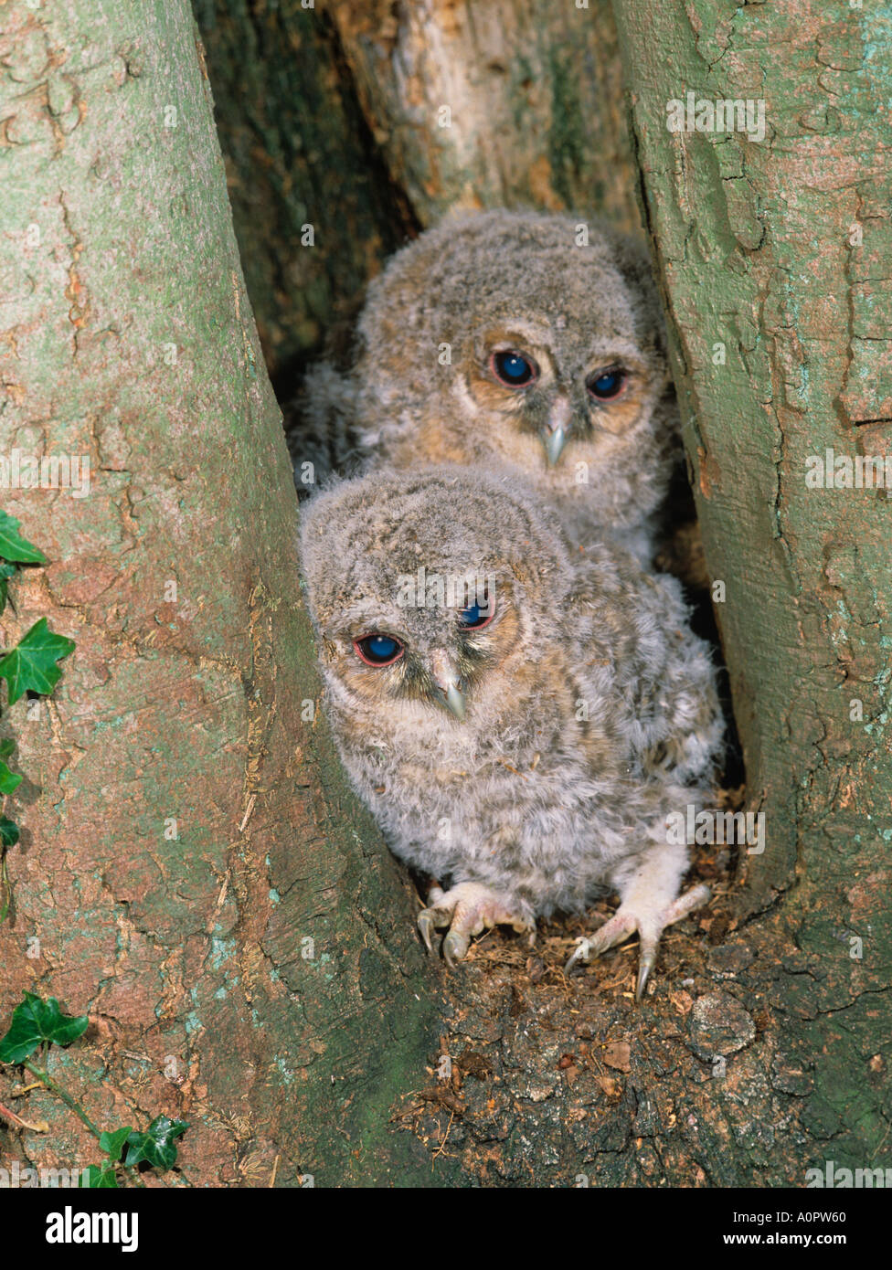 owlet for adults