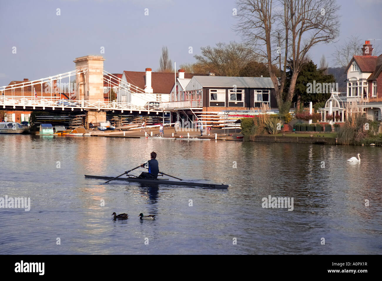 Man rowing on River Thames near Rowing Club Marlow suspension bridge in background Marlow Buckinghamshire England United Ki Stock Photo