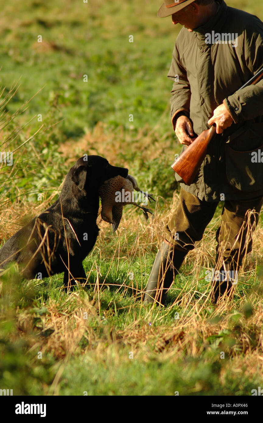 Gundog retrieving bird for gun Stock Photo Alamy