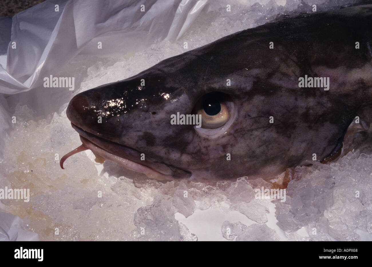 Cod fish head Stock Photo Alamy