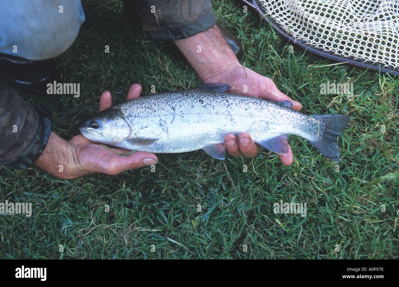 Organic farmed trout Devon Stock Photo Alamy